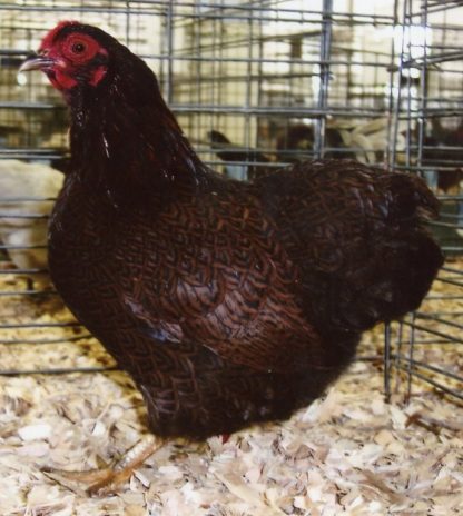 Partridge Wyandotte Bantam Hen Chicken Breed