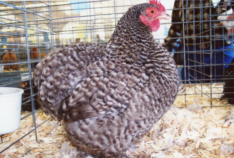 Barred Cochin Bantam Chicken