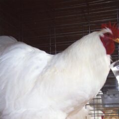 White Chochin Standard Chickens for Sale