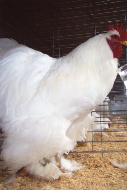 White Chochin Standard Chickens for Sale