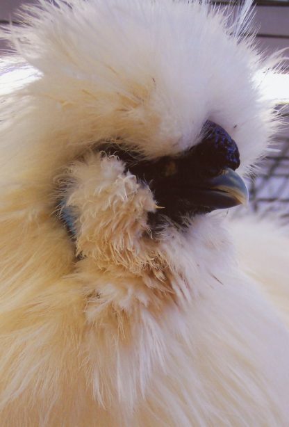 White Silkie Bantam