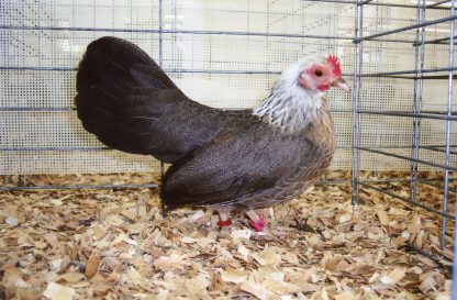 Silver Duckwing Old English Game Bantam Hen