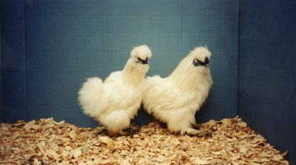 White Silkie Bantam