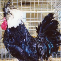 White Crested Black Polish Chicken Rooster