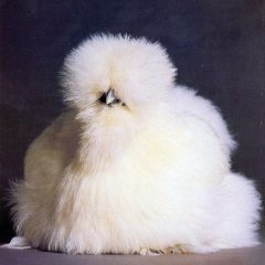 Silkie Chicken