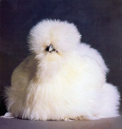 White Silkie Bantam