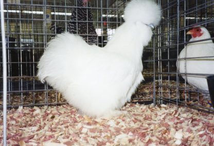 White Silkie Bantam at Cackle Hatchery®
