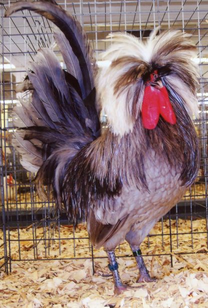 White Crested Blue Polish Chicken Rooster