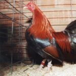 Black Breasted Red Old English Game Bantam Rooster