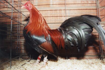 Black Breasted Red Old English Game Bantam Rooster