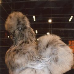 Splash Silkie Bantam Chicken For Sale