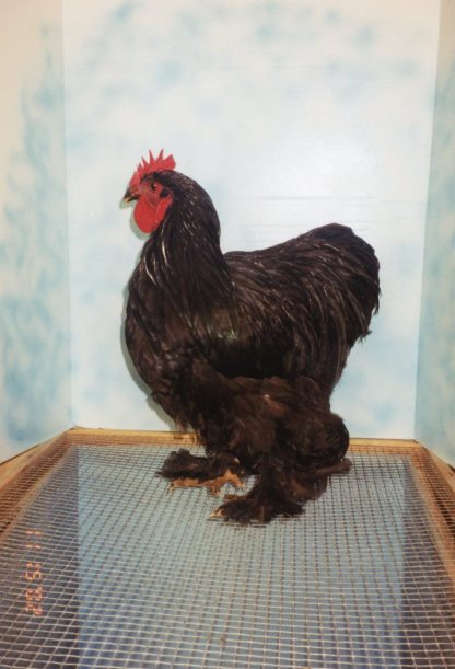 Black Cochin Standard Chicken