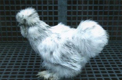 Splash Silkie Bantam Chicken