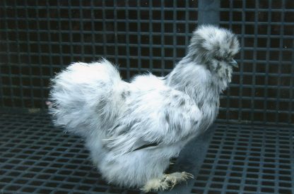 Splash Silkie Bantam Chicken