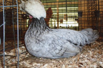 White Crested Blue Polish Chicken