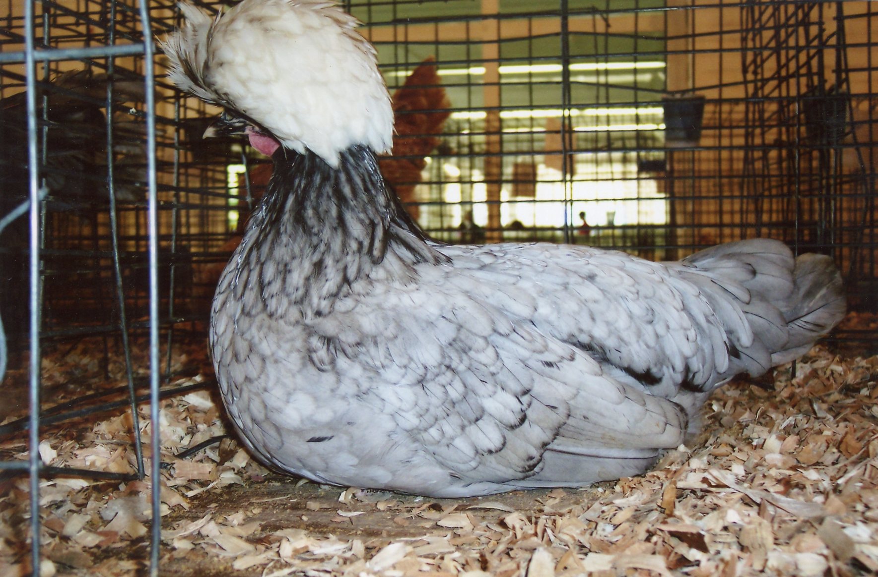 White Crested Blue Polish Chicken For Sale Cackle Hatchery®