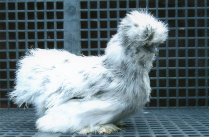 Splash Silkie Bantam Chicken