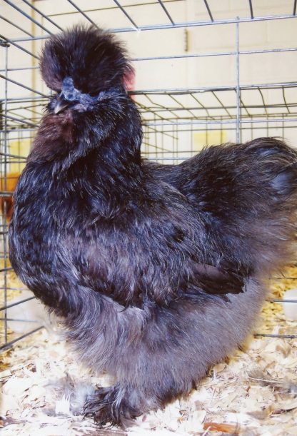 Blue Silkie Bantam Chicken