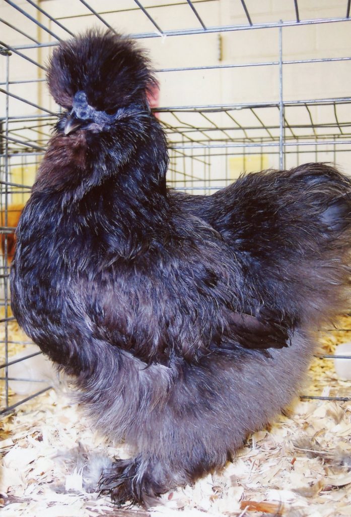 Blue Silkie Bantam Chicken