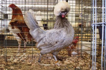 White Crested Blue Polish Chicken