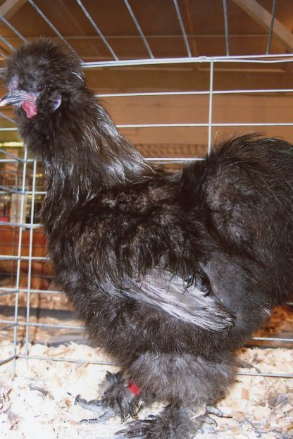 Blue Silkie Bantam Chicken