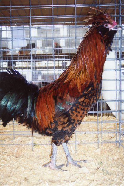 Golden Laced Polish Chicken