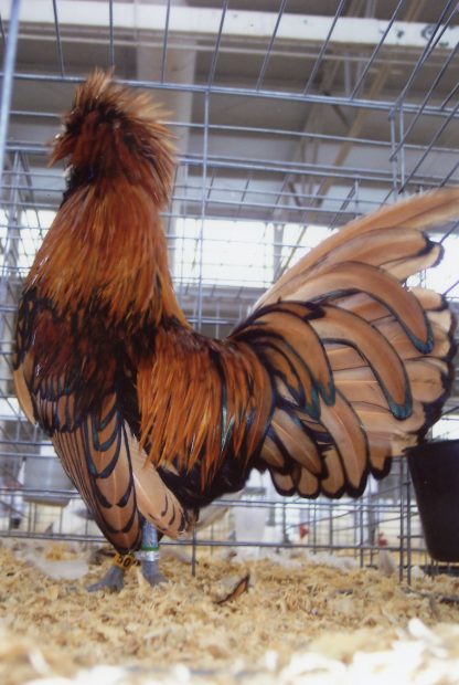 Golden Laced Polish Chicken Rooster