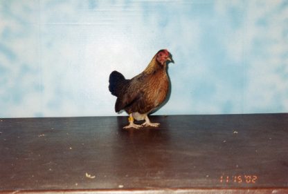 Black Breasted Red Old English Game Bantam