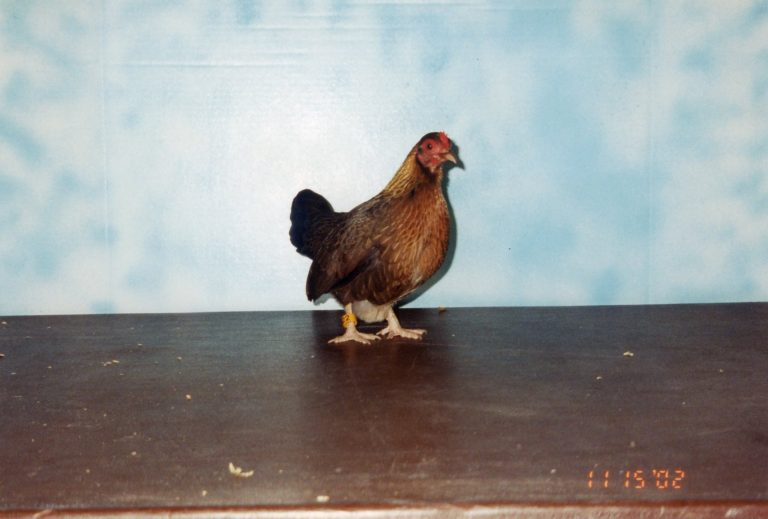 Black Breasted Red Old English Game Bantam