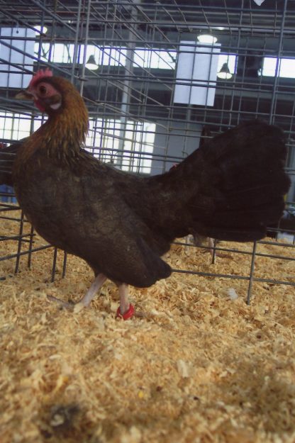 Black Breasted Red Old English Game Bantam Hen