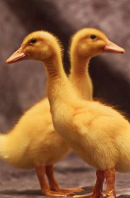 White Pekin Ducklings