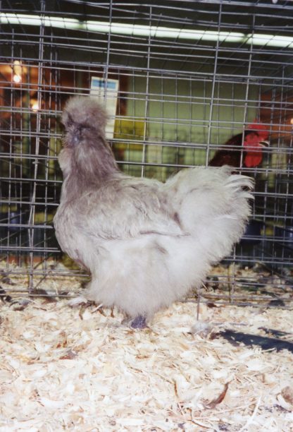 Blue Silkie Bantam Chicken