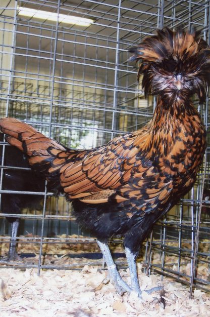 Golden Laced Polish Chicken