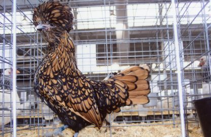 Golden Laced Polish Chicken