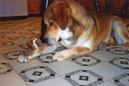 This is one of my Speckled Sussex chicks that I purchased from Cackle Hatchery® in May 2011 with my dog Geffrey, who is the best care taker of all my chickens. Stacy, Barlow KY