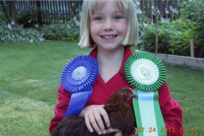 Partridge Cochin Bantam Chicken Ribbons