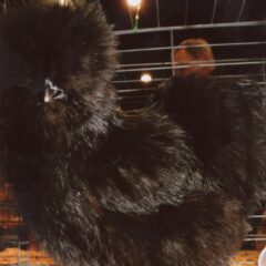 Black Silkie Bantam