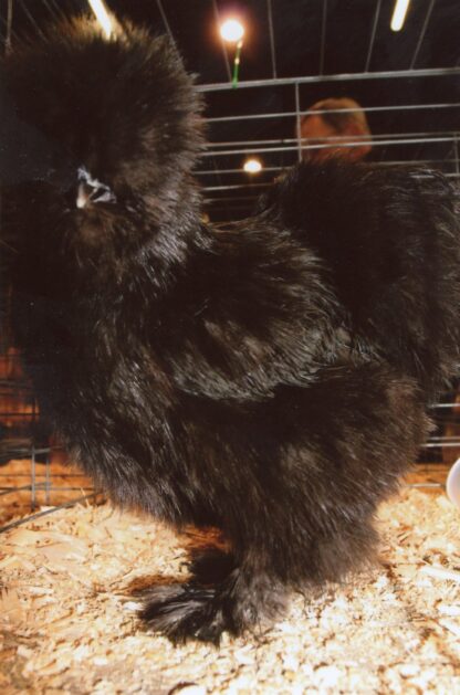 Black Silkie Bantam