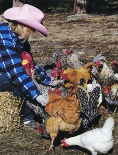 A flock of Cackle Hatchery® birds and as you can see all my chickens are spoiled, they eat out of my hand and they love to be cuddled.