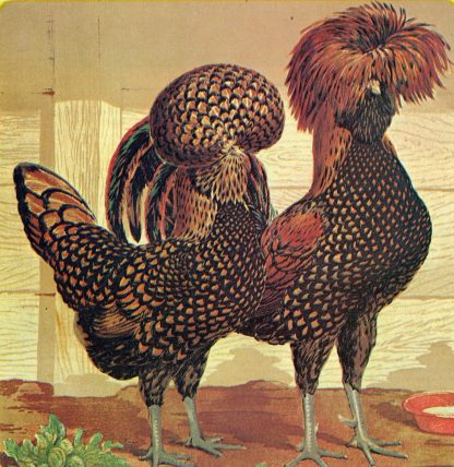 Golden Laced Polish Chickens for Sale