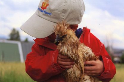 Buff Silkie Bantam Chicken