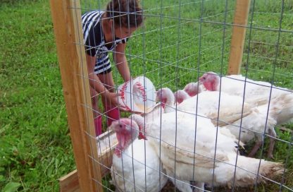 Broad Breasted White Turkeys