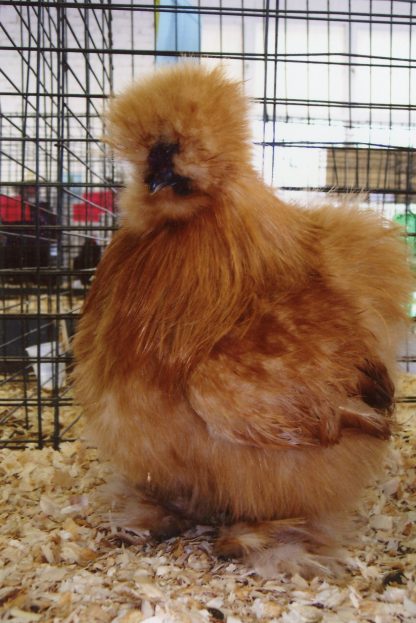 Buff Silkie Bantam Chicken