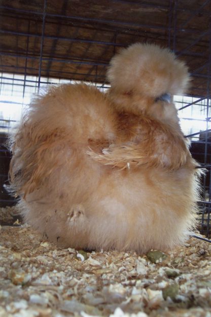 Buff Silkie Bantam Chicken