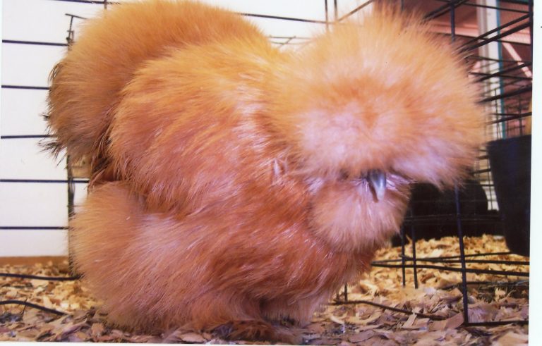 Buff Silkie Bantam Chicken