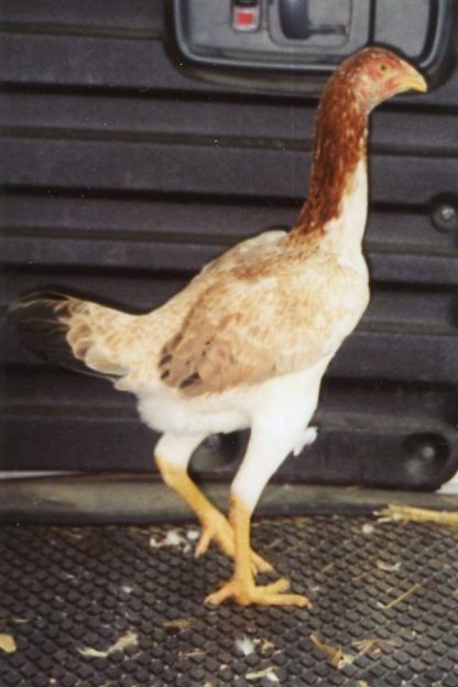 Saipan Chicken Hen