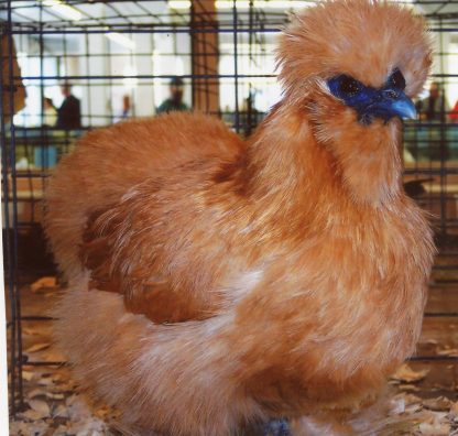 Buff Silkie Bantam