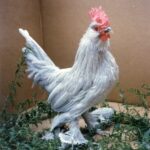 Self Blue D'uccle Bantam Chickens For Sale