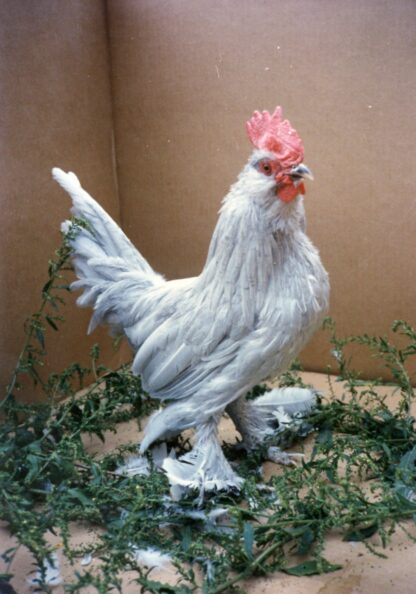 Self Blue D'uccle Bantam Chickens For Sale