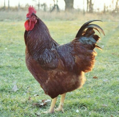 Rhode Island Red chicken